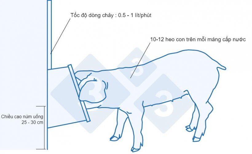 M&aacute;ng uống được khuyến nghị cho heo con mới cai sữa.&nbsp;
